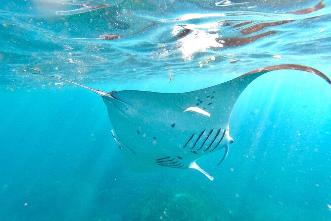 Explore 4 iconic snorkeling spots of Manta Bay in Nusa Penida - Second stop: flying fish and the GoPro moment