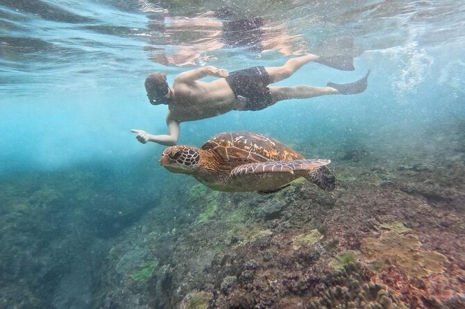Explore 4 iconic snorkeling spots of Manta Bay in Nusa Penida - Manta Bay: the big hope, not a guarantee