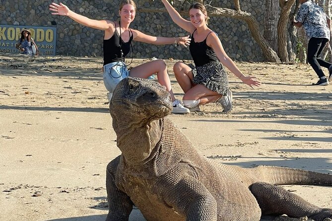 Explore Komodo and Swim with Whale Sharks - Key points before you book