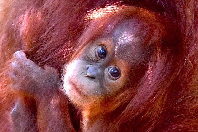 FAMILY JUNGLE TOUR: Orangutan Trek (4-hours hike) by EcoTravel Bukit Lawang - Key points at a glance