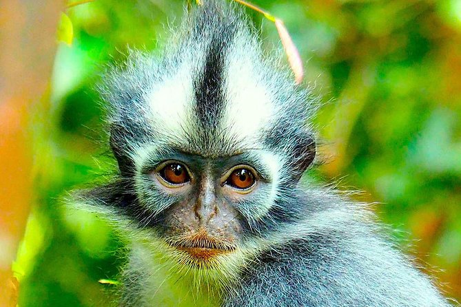 FAMILY JUNGLE TOUR: Orangutan Trek (4-hours hike) by EcoTravel Bukit Lawang - A short trek with a serious wildlife goal