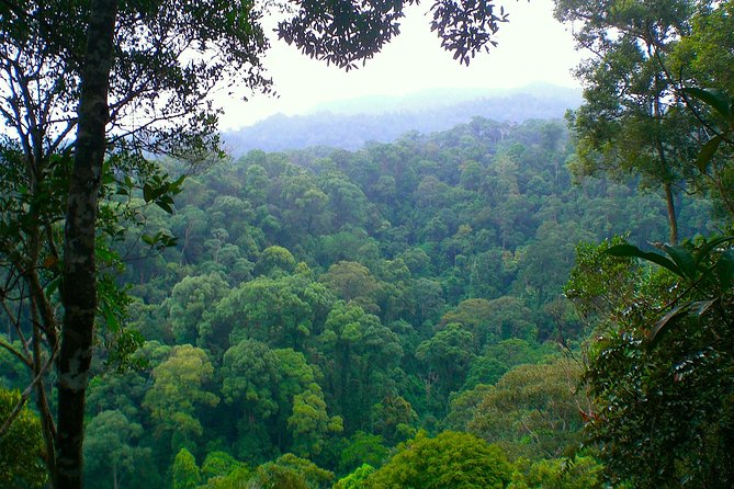 FAMILY JUNGLE TOUR: Orangutan Trek (4-hours hike) by EcoTravel Bukit Lawang - What the four hours feel like