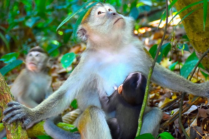 FAMILY JUNGLE TOUR: Orangutan Trek (4-hours hike) by EcoTravel Bukit Lawang - Is $58.86 a fair price?