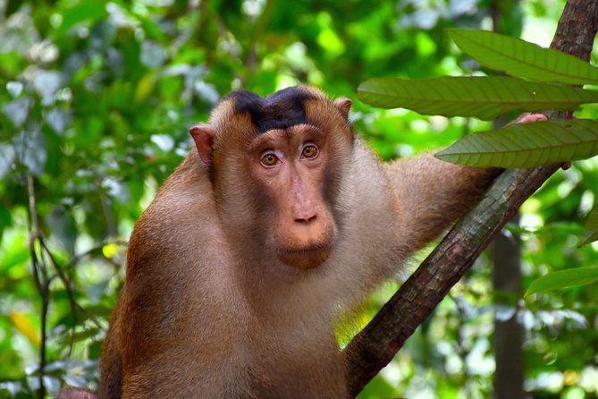 FAMILY JUNGLE TOUR: Orangutan Trek (4-hours hike) by EcoTravel Bukit Lawang - Who should book this trek?