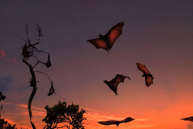 Flying Fox Island Sunset Cruise Private Boat Charter Labuan Bajo - Kalong Village and the small wooden boat