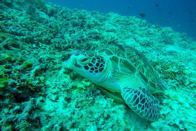 From Gili Trawangan & Gili Air Snorkeling Trip Sharing & Private - Key points at a glance