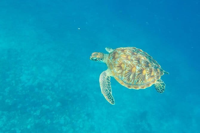From Gili Trawangan & Gili Air Snorkeling Trip Sharing & Private - What this Gili snorkeling trip is really like