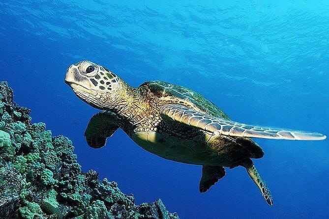 From Gili Trawangan & Gili Air Snorkeling Trip Sharing & Private - Gili Air, the usual starting point