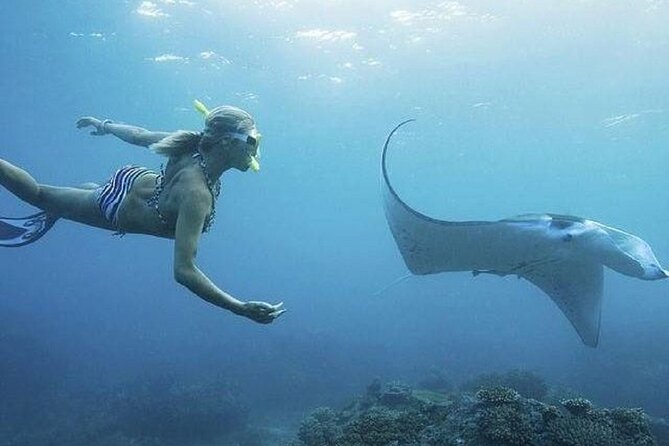 From Lembongan: Snorkeling Day Trip to Nusa Lembongan & nusa Penida island - Key points to know before you book