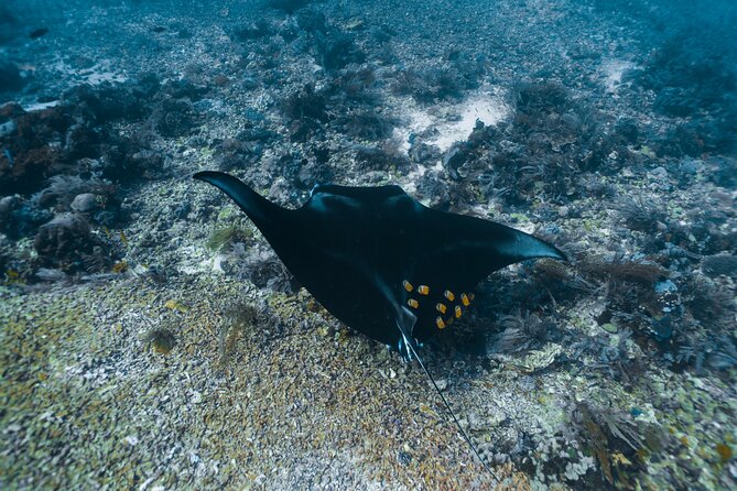 Full-Day Adventure Tour to komodo Island with join Speed Boat tur - Taka Makassar and Manta Point: rewarding, but never promised