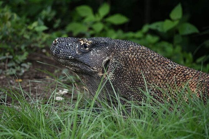 Full-Day Adventure Tour to komodo Island with join Speed Boat tur - Kanawa Island: a calmer final stop