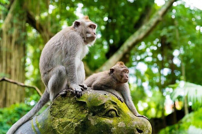 Full Day ATV Ride, Monkey Forest,Tegalalang Rice Terrace - The ATV ride: Bali with a layer of mud