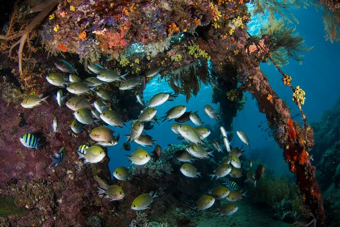 Full-Day Discover Scuba Diving Tour for Beginners in Tulamben - Coral Garden, your first underwater setting