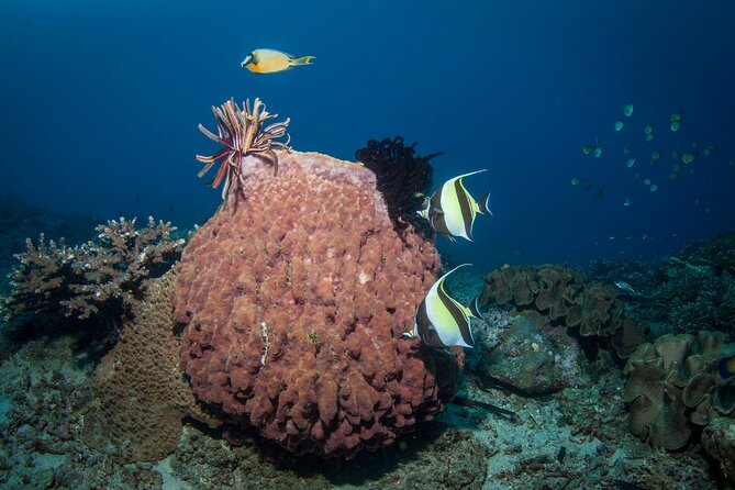 Full-Day Discover Scuba Diving Tour for Beginners in Tulamben - Lunch, a break, and useful facilities