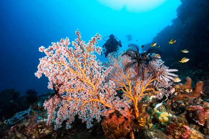 Full-Day Discover Scuba Diving Tour for Beginners in Tulamben - The USS Liberty Wreck session