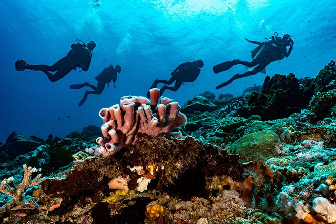 Full-Day Discover Scuba Diving Tour for Beginners in Tulamben - What the $154.95 price really covers