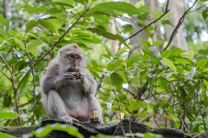 Full-Day Highlights and Best of Ubud Village - Lunch in Ubud: A practical pause in a busy day