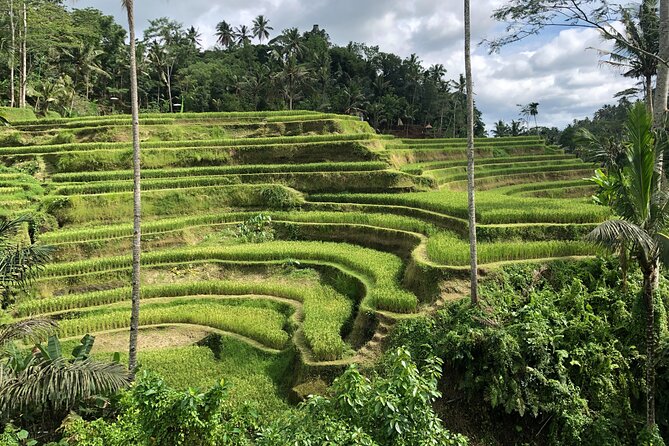 Full-Day Highlights and Best of Ubud Village - Tirta Empul: A sacred spring, not just a photo stop