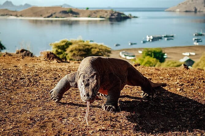Full Day Komodo Tour With Hey Bali Info Visit 6 Spot - One day, six stops, and a very early start