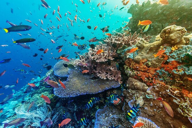 Full-Day Nusa Penida Snorkeling Adventure from Bali - Kelingking Beach and its famous cliff view