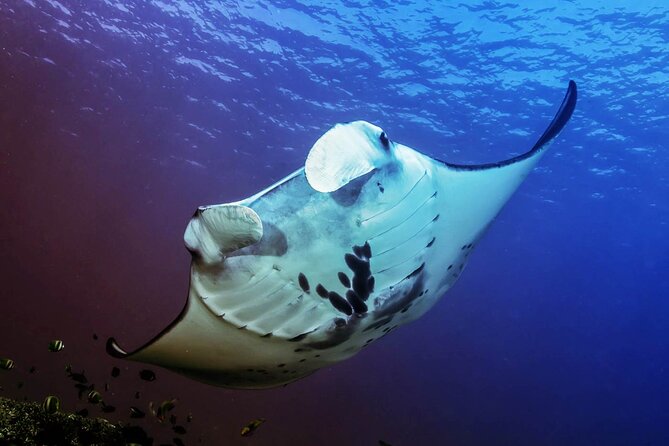 Full-Day Nusa Penida Snorkeling Adventure from Bali - Why the $125 price can make sense