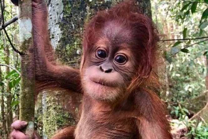 Full-Day Orangutans Adventure in Gunung Leuser - Why orangutan watching here feels different