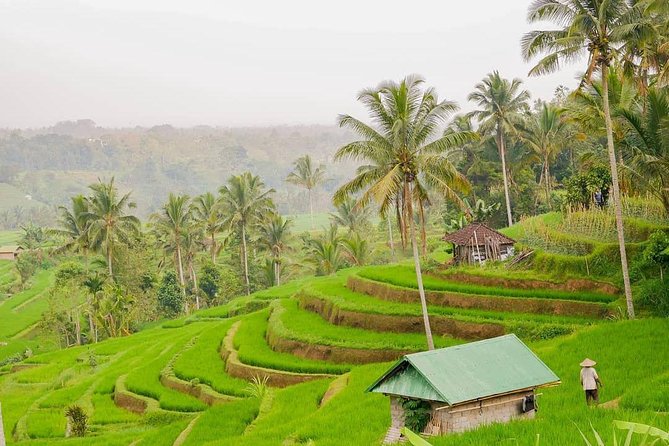 Full-Day Private North Bali Tour with Free WiFi - Jatiluwih: rice terraces with room to breathe