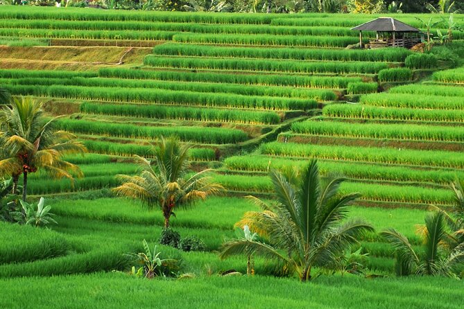 Full Day Private Water Temples Tour in Bali - Ulun Danu Bratan and the cool highlands