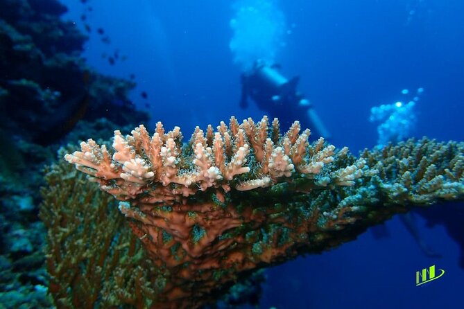 Full-Day Scuba Diving Experience of USAT Liberty in Tulamben - Who will get the most from this outing