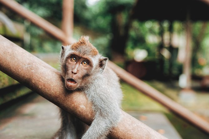 Full day Tour to Best of Ubud with jungle swing - Sacred Monkey Forest, where temples share space with macaques