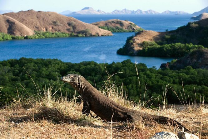 Full Day Trip to Explore 6 Destinations in Labuan Bajo and Komodo - Komodo Island brings the main wildlife walk