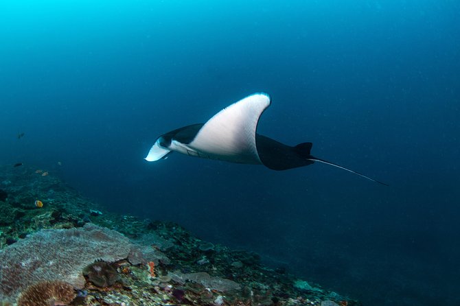 Fun Dive Nusa Penida Bali - For Certified Divers - The early start and boat ride from Sanur