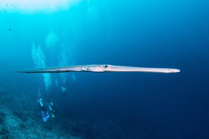 Fun Dive Nusa Penida Bali - For Certified Divers - Why the experience rules matter