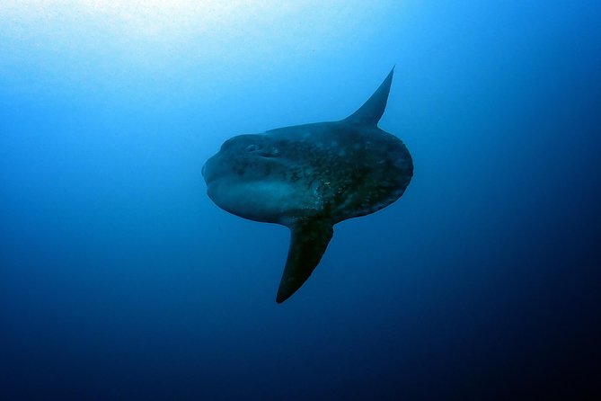 Fun Dive Nusa Penida Bali - For Certified Divers - What the $278.28 price includes