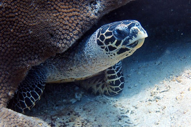 Fun Dive Nusa Penida Bali - For Certified Divers - Who will get the most from this outing