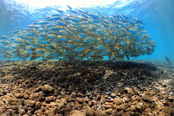 Fun Diving Tulamben Bali - For Certified Divers - Booking, weather, and cancellation details