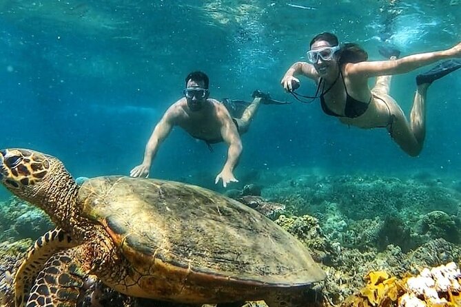Gili Air : Private Snorkeling with 4 spots - Turtle Point brings the biggest wildlife appeal