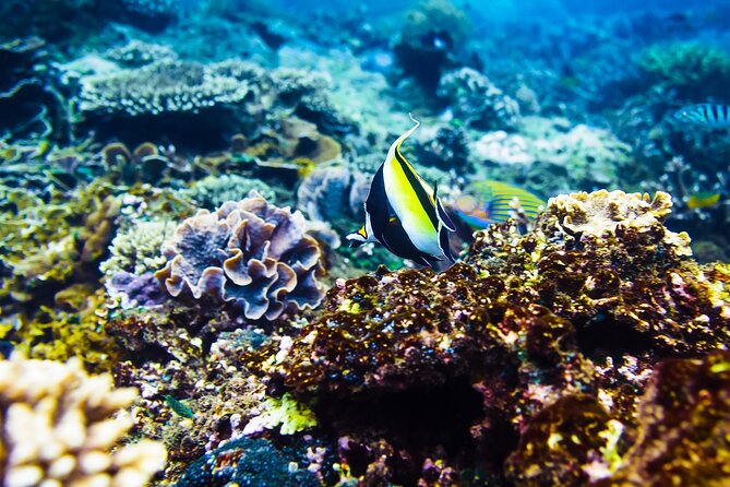 Gili Air : Private Snorkeling with 4 spots - The early morning start is worth planning around