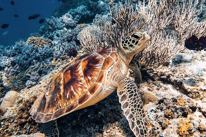 Gili Air: Snorkeling 3 Gili Islands with GoPro Camera - What the glass-bottom boat adds