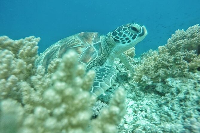 Gili island Snorkeling Half Day Trip departure from Gili Trawangan - What the $18 price really gets you