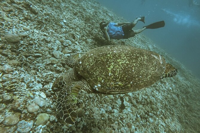 Gili Trawangan,Gili Meno& Gili Air Island:Snorkeling Day Trip Depart from Lombok - What to pack for the water