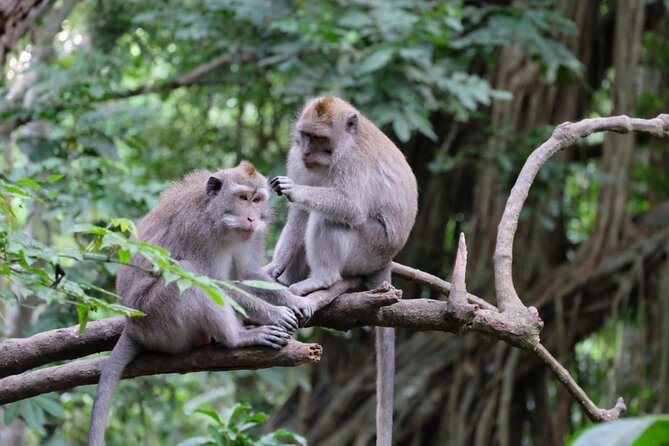 Goa Gajah / Elephant Cave Temple And Ubud Tour - All Inclusive - Tirta Empul and the holy spring fountains