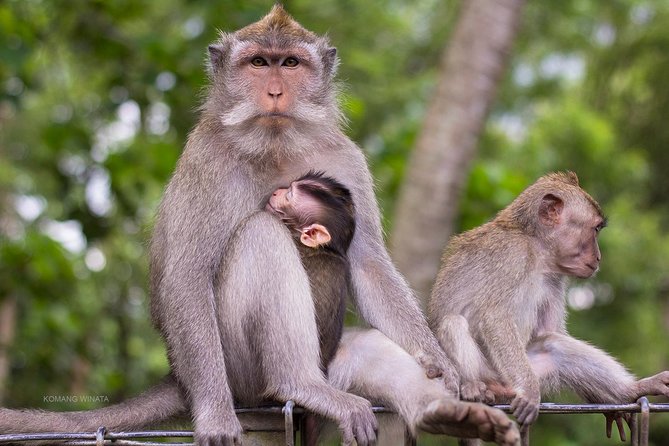 Gorilla Cave ATV Bali Ubud, Monkey Forest, Temple, and Lunch - Is $75 good value for this Ubud combination?