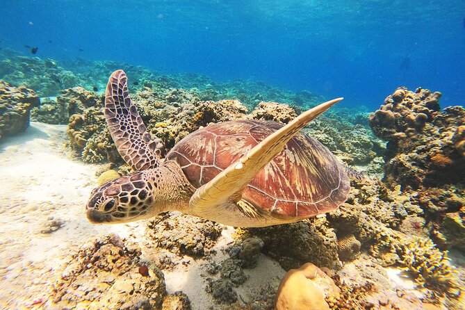 Group Snorkeling Tour Gili Islands Including GoPro Documentation - Swimming with turtles without spoiling the sight