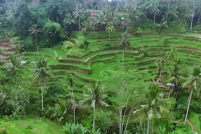 Half Day Ubud Village Private All Inclusive Tour - What the private driver adds