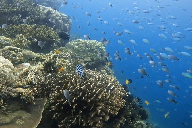 Island Hoping 5 Gili : Gili Gede, Asahan, Rengit, Layar & Goleng - What the snorkeling is really like