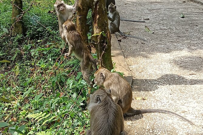 Jakarta Bogor Botanical Garden, Waterfall and Rice terrace, Lunch - Guides, drivers, and the value of a private day