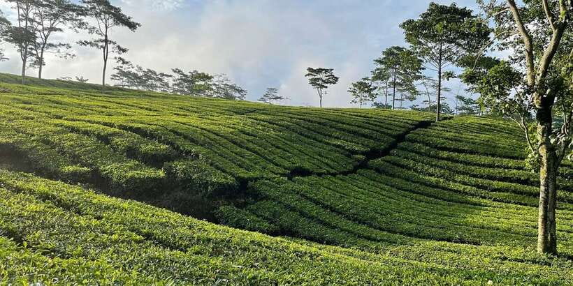 Jakarta: Volcano, Tea/Rice Fields, Hot Spring, Local Food - What the $114 price really covers