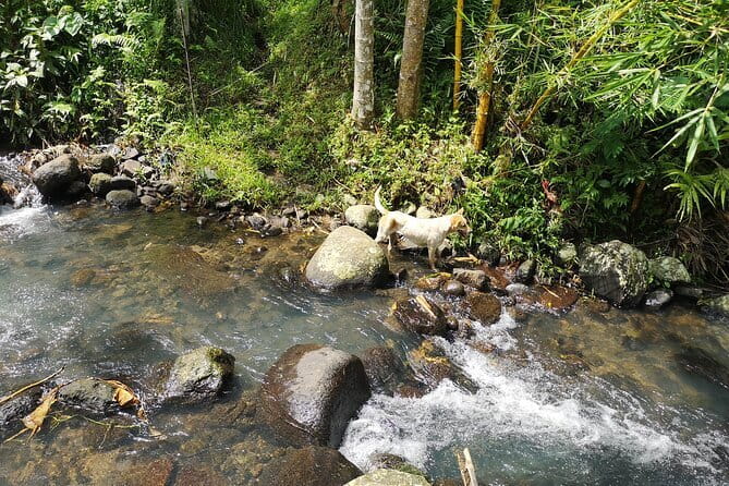 Jungle Trekking at Mt. Batukaru, scenic Waterfall & village life - Balikaru’s garden and a family-run lunch