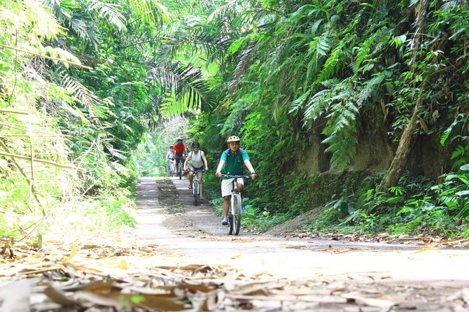 Kintamani Cultural and Nature Cycling Tour ( Manual Bike ) - Lunch at Greenkubu Restaurant and Swing
